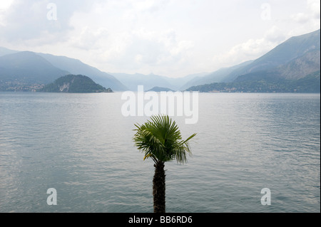 Seul palmier, Varenna, lac de Côme, Italie Banque D'Images