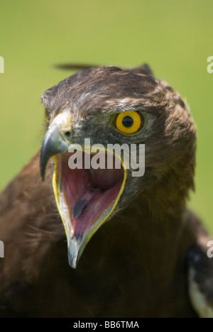 Longtemps harpie huppée (Lophaetus occipital) appelant dans le Drakensberg, la Province du Kwazulu Natal, Afrique du Sud Banque D'Images