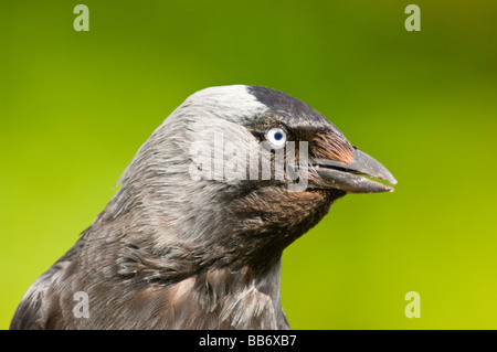 Un close up portrait d'oiseaux d'un choucas (Corvus monedula) avec un fond diffus vert Banque D'Images