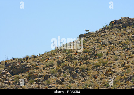 Mouflons à Anza Borrego Desert State Park, California, United States Banque D'Images