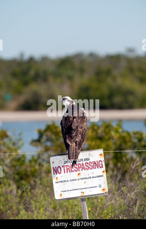 Balbuzard perché sur poteau de signalisation Banque D'Images