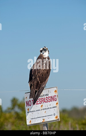 Osprey sur poteau de signalisation Banque D'Images