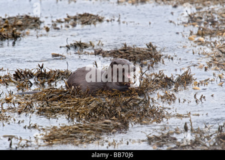 Otter regardant en arrière Banque D'Images