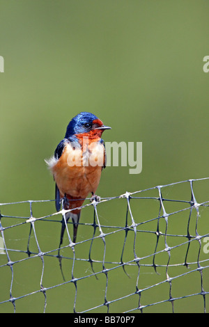 Hirondelle rustique sitting on fence Banque D'Images