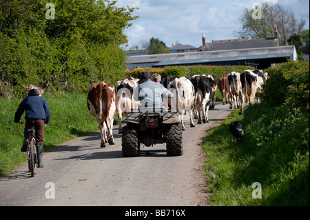 Agriculteur à prendre en quad de route de bovins laitiers étant aidé par l'enfant sur une pushbike Cumbria Banque D'Images