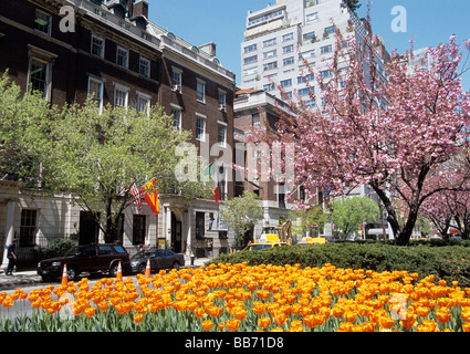 Bâtiments de New York City Park Avenue dans l'Upper East Side de Manhattan. Parterre de fleurs de tulipe jaune et pommier en fleur exposés au printemps. ÉTATS-UNIS Banque D'Images