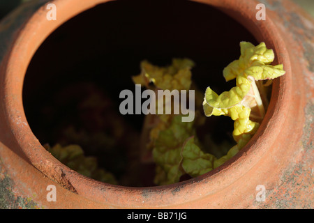 La rhubarbe en pot forçant Banque D'Images