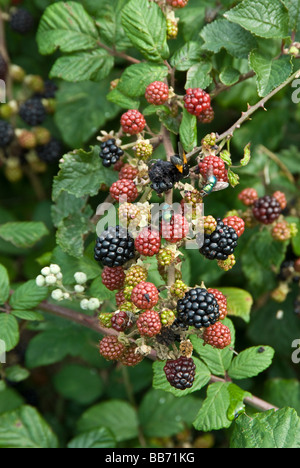 Bramble, Rubus fruticosus agg, mûre Banque D'Images