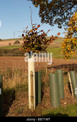 Couverture nouvellement plantés avec de jeunes arbres protégés de garants plastique Cumbria Banque D'Images