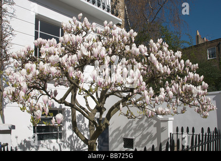 Magnolia en fleurs en face de maison victorienne mitoyenne Camden Town Londres NW1 England UK Banque D'Images
