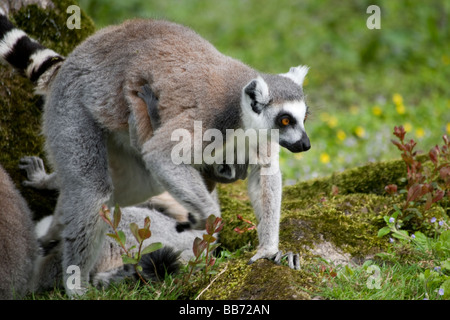 Untitled document (Lemur catta) avec bébé Banque D'Images