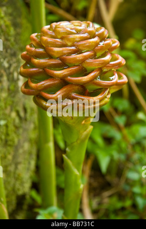 Close-up image de boule chocolat gingembre (Zingiber Macrodenium). Banque D'Images