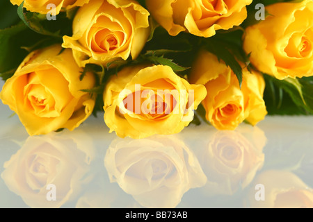 Rose rouge avec pétales isolated on white Banque D'Images