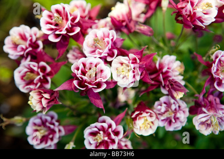 L'ancolie (Aquilegia vulgaris) Banque D'Images