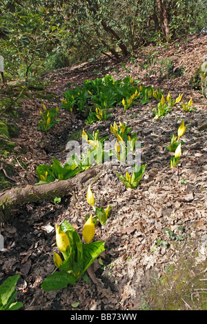 Lysichiton americanus LYSICHITON PLANTES forestiers humides Banque D'Images