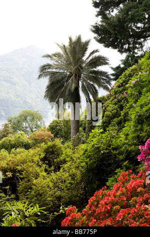 Jardin de la villa Carlotta, Tremezzo, lac de Côme, Italie Banque D'Images