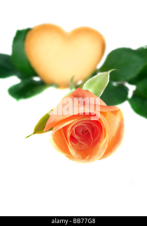 Rose Rose avec coeur isolé sur fond blanc Banque D'Images