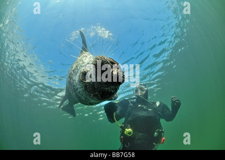 Phoque commun européen et de scuba diver, Phoca vitulina vitulina Banque D'Images