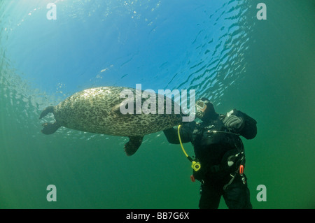 Phoque commun européen et de scuba diver, Phoca vitulina vitulina Banque D'Images