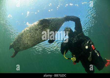 Phoque commun européen et de scuba diver, Phoca vitulina vitulina Banque D'Images