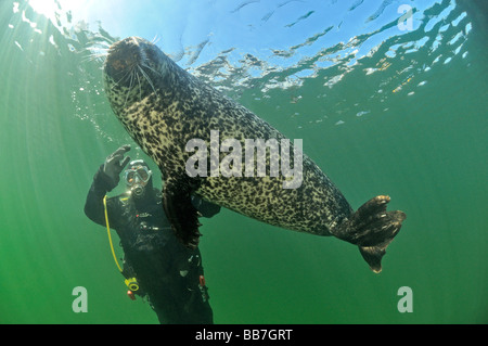 Phoque commun européen et de scuba diver, Phoca vitulina vitulina Banque D'Images