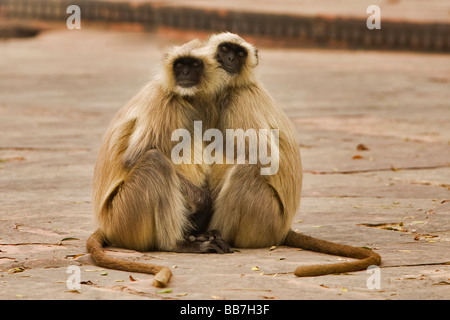 Langurs gris des plaines du nord (Semnopithecus animaux singe), en couple, en Inde du Nord, Inde, Asie Banque D'Images