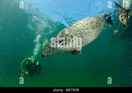 Phoque commun européen et de scuba diver, Phoca vitulina vitulina Banque D'Images