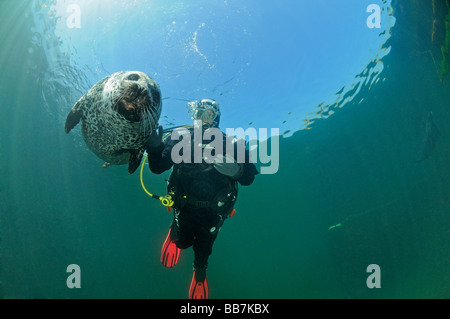 Phoque commun européen et de scuba diver, Phoca vitulina vitulina Banque D'Images