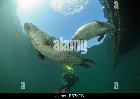 Phoque commun européen et de scuba diver, Phoca vitulina vitulina Banque D'Images