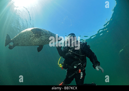 Phoque commun européen et de scuba diver, Phoca vitulina vitulina Banque D'Images