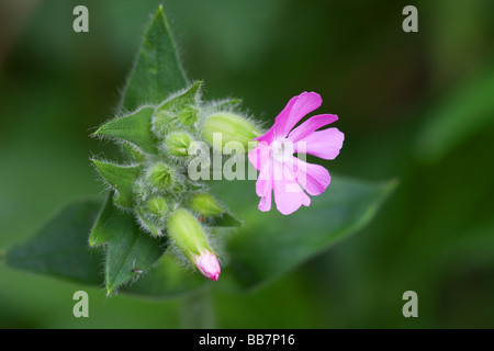 Red campion Silene dioica close-up og flower et bouton floral Banque D'Images