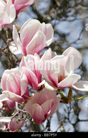 Magnolia Denudata fleurit au printemps dans la région de Boise IDAHO Banque D'Images