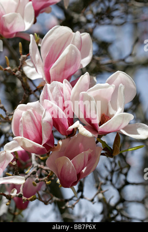 Magnolia Denudata fleurit au printemps dans la région de Boise IDAHO Banque D'Images