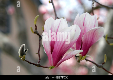 Magnolia Denudata fleurit au printemps dans la région de Boise IDAHO Banque D'Images