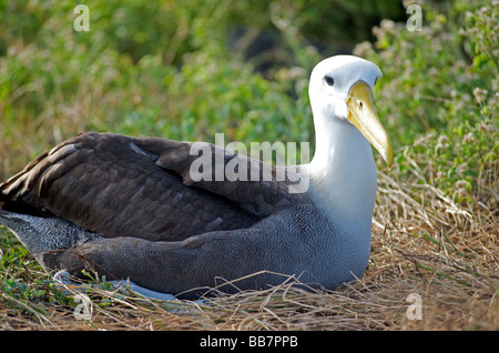 Albatros des Galapagos,nichant sur sol, Espanola, îles Galapagos, Pacifique Banque D'Images