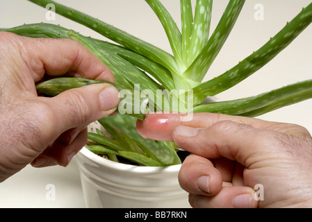 L'Aloe Vera Banque D'Images