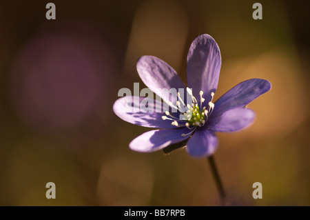 Hepatica nobilis de fleurs au début du printemps Banque D'Images