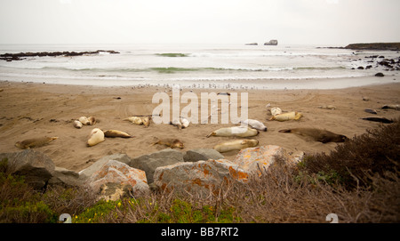 Les phoques sur la plage, plage de Piedras Blancas, San Luis Obispo County, Californie, USA Banque D'Images