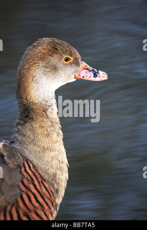 Wildfowl;Canards;Empanaché Canard sifflement ; "endrocygna eytoni';Tête, cou et épaules seulement. Banque D'Images