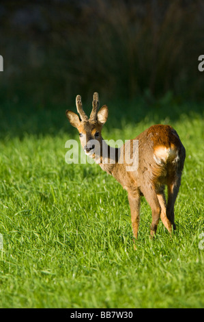 Chevreuil, Capreolus capreolus, mâle ou mâle avec bois taille adulte mais toujours en velours, et la mue dans son pelage d'été. Banque D'Images