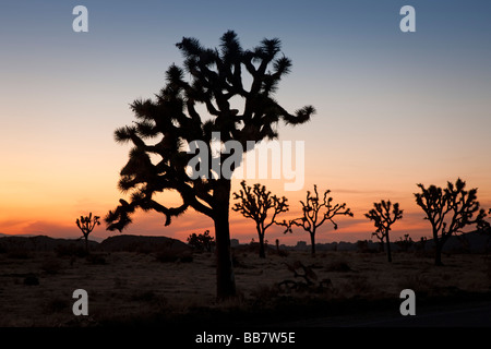 Crépuscule coucher derrière joshua trees in Joshua Tree National Park en Californie USA Banque D'Images