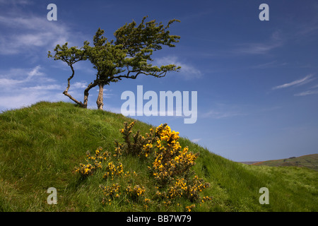 Seul arbre balayées par le seul sur le sommet d'une montagne dans le comté d'Antrim en Irlande du Nord uk et les ajoncs whin bush Banque D'Images