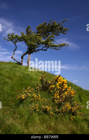 Seul arbre balayées par le seul sur le sommet d'une montagne dans le comté d'Antrim en Irlande du Nord uk et les ajoncs whin bush Banque D'Images