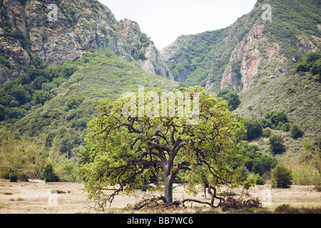 Arbre qui pousse dans le champ en face de Canyon Malibu Creek State Park Calabasas Los Angeles LA Banque D'Images