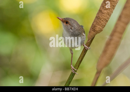 Superbe blue wren, femme, Malurus cyaneus, Australie du Sud Banque D'Images