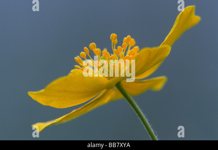 L'anémone jaune, jaune ou l'anémone des bois anémone renoncule, latin : anémone ; Gelbes Windröschen (allemand) Banque D'Images