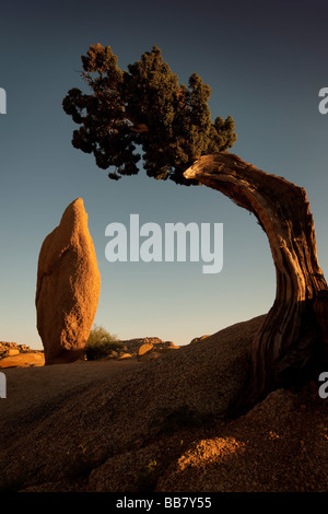 Arbre généalogique de Juniper et coniques à roche roches Jumbo à Joshue Tree National Park California USA Banque D'Images