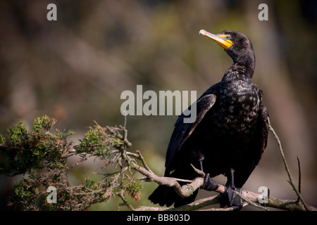 Double-crested Cormorant assis sur une branche, Moss Landing, California, US Banque D'Images