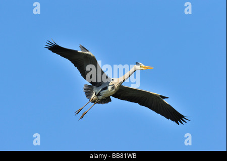 Héron cendré (Ardea cinerea) Banque D'Images