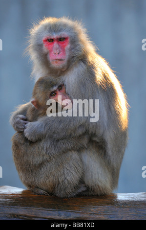 Macaque japonais (Macaca fuscata), la mère et l'enfant Banque D'Images